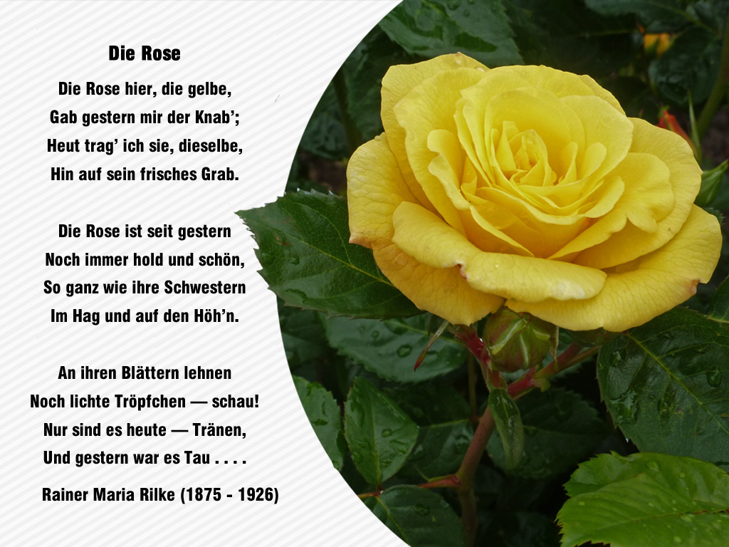 Blumen Gedicht Zum 70 Geburtstag